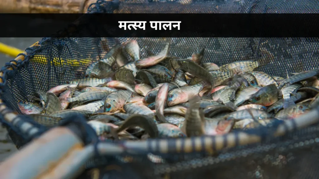 Fish Farming Business Ideas