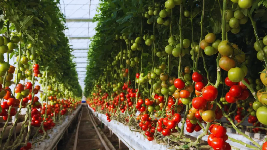 Vegetable Farming Business Ideas